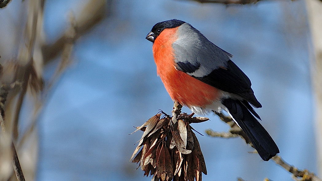 Eurasian Bullfinch